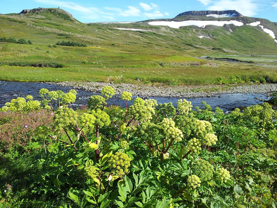 Mynd af Náttúrulækningafélag Íslands